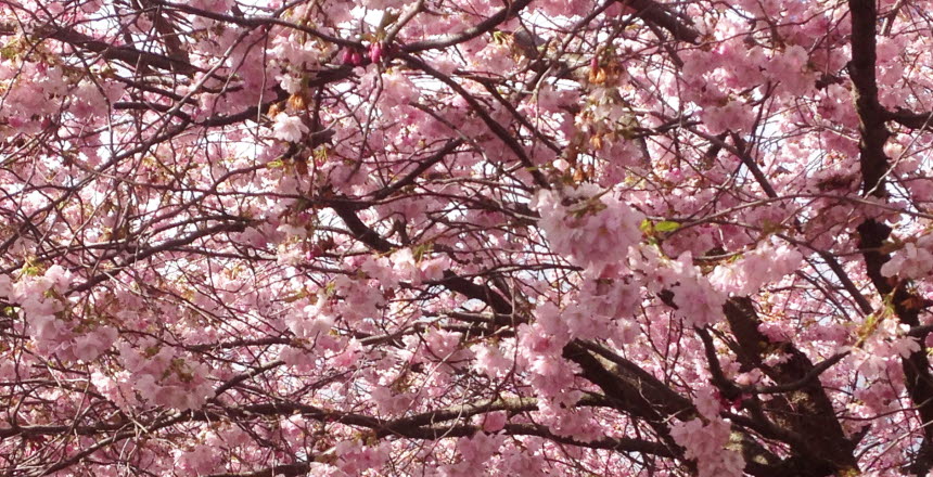 Ett träd fyllt av blommande rosa körsbärsblommor