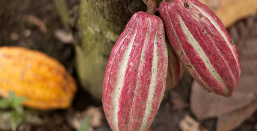 Fair trade kakaofrukter