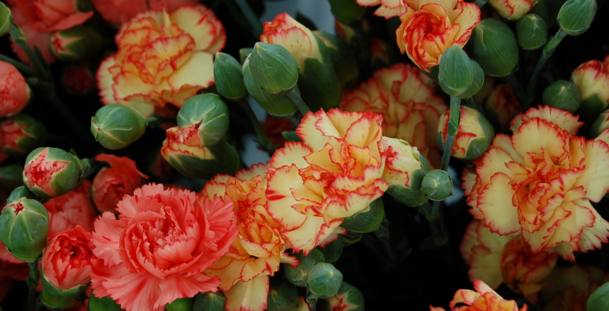 Fair union, fair trade-blommor