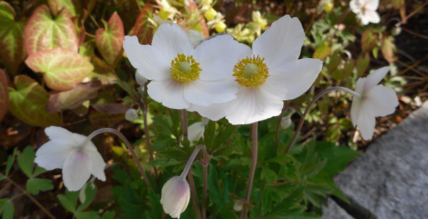 Vårblomma