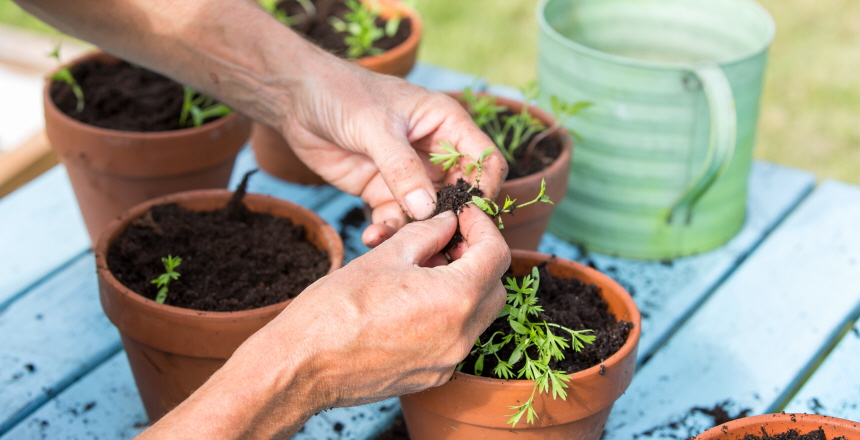 Omplantering av små plantor. Plantorna planteras i lerkrukor. I bakgrunden syns en ljusgrön vattenkanna i plåt.